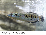 Змееголов глазчатый, Пятнистый змееголов (Channa pleurophthalma) крупным планом в аквариуме. Стоковое фото, фотограф Григорий Писоцкий / Фотобанк Лори