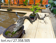 Дуб пушистый (Quercus pubescens) - бонсай в стиле "Полукаскадный". Возраст около 40 лет. Выставка бонсай в Аптекарском Огороде, Москва. Май 2017. Редакционное фото, фотограф Сергей Рыбин / Фотобанк Лори