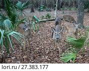 Ручные белохвостые олени (Odocoileus virginianus) в государственном парке Флориды, США (2017 год). Стоковое фото, фотограф Ирина Кожемякина / Фотобанк Лори