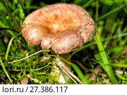 Edible mushroom in the forest closeup. Lactarius torminosus. Стоковое фото, фотограф Евгений Ткачёв / Фотобанк Лори