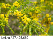 acacia truncata flowers. Стоковое фото, фотограф Яков Филимонов / Фотобанк Лори