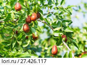 Ветка унаби (зизифус настоящий, китайский финик, чапыжник, жужуба, лат. Ziziphus jujuba) со спелыми плодами. Хороший осенний урожай. Стоковое фото, фотограф Наталья Гармашева / Фотобанк Лори