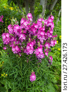Сидальцея мальвоцветковая (лат. Sidalcea malviflora) Стоковое фото, фотограф Ольга Сейфутдинова / Фотобанк Лори