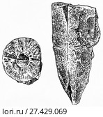 Belemnitella lateralis. Ископаемые организмы. Стоковая иллюстрация, иллюстратор Макаров Алексей / Фотобанк Лори