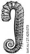 Ancyloceras Matheroni d`Orb. Ископаемые организмы. Стоковая иллюстрация, иллюстратор Макаров Алексей / Фотобанк Лори