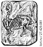 Palaeotherium medium Cuv. Ископаемые организмы. Стоковая иллюстрация, иллюстратор Макаров Алексей / Фотобанк Лори