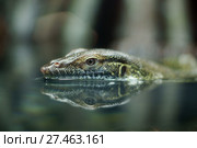 Mertens or Mertens's water monitor (Varanus mertensi) Стоковое фото, фотограф Валерия Попова / Фотобанк Лори