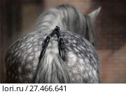 Вид сзади на лошадиный круп с подхвостником. Стоковое фото, фотограф Абрамова Ксения / Фотобанк Лори