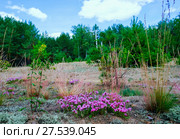 The flowers of thyme in a forest glade . Summer landscape. Стоковое фото, фотограф Алексей Маринченко / Фотобанк Лори