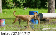 Two stray dogs play in the pool of the park. Стоковое видео, видеограф Tatiana Kravchenko / Фотобанк Лори