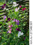 Разноцветный душистый горошек или чина душистая (лат. Lathyrus odomtus) Стоковое фото, фотограф Елена Коромыслова / Фотобанк Лори