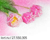 Spring flowers for Valentine day. Стоковое фото, фотограф ElenArt / Фотобанк Лори