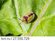 Щитоноска зубчатокрылая (Cassida vibex or Cassida denticollis) сидит на зеленом листе. Стоковое фото, фотограф Евгений Ткачёв / Фотобанк Лори