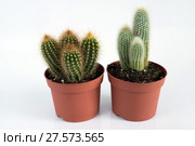 Two Cactus in pot on white background. Стоковое фото, фотограф Володина Ольга / Фотобанк Лори