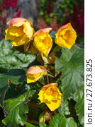Бегония "Криспа Маргината желто-красная" (лат. Begonia crispa marginata Yellow and Red) цветет в саду. Стоковое фото, фотограф Елена Коромыслова / Фотобанк Лори