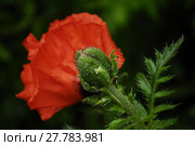 poppy after rain. Стоковое фото, фотограф Herbert Esser / PantherMedia / Фотобанк Лори