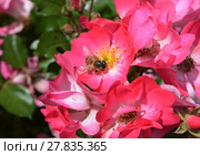 insects in the pollination of flowers. Стоковое фото, фотограф pawel sonnenburg / Smarterpix / Фотобанк Лори