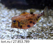 Горбатый кузовок. Tetrosomus gibbosus. Стоковое фото, фотограф Free Wind / Фотобанк Лори