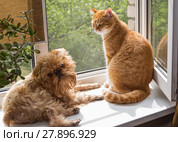 Dog and the cat on the window. Стоковое фото, фотограф Okssi / Фотобанк Лори