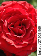 flower of rose. Стоковое фото, фотограф pawel sonnenburg / Smarterpix / Фотобанк Лори
