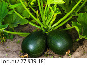 green round vegetable marrow. Стоковое фото, фотограф Oleksandr Chub / PantherMedia / Фотобанк Лори