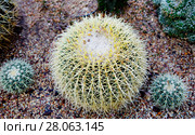 Кактус Золотая бочка, Эхинокактус грузона, кактус баррель, Golden Barrel Cactus. Стоковое фото, фотограф Галина Савина / Фотобанк Лори