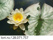 Белая кувшинка  (лат. Nymphaea) с желтым центром в пруду. Вид сверху. Стоковое фото, фотограф Наталья Гармашева / Фотобанк Лори