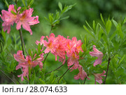Рододендрон японский (Rhododendron japonicum) Стоковое фото, фотограф Ольга Сейфутдинова / Фотобанк Лори