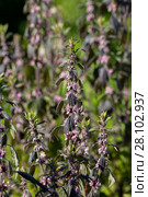 Пустырник (Leonurus cardiaca, Herba Leonuri) Стоковое фото, фотограф Ольга Сейфутдинова / Фотобанк Лори