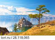 Baikal Lake. Olkhon Island. Beautiful old larch and Shamanka Rock on June afternoon. Стоковое фото, фотограф Виктория Катьянова / Фотобанк Лори