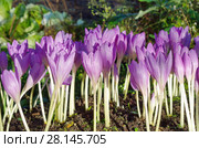 Цветущий безвременник (лат. Colchicum) Стоковое фото, фотограф Елена Коромыслова / Фотобанк Лори