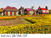 Парк цветов в Дубае (Dubai Miracle Garden). Объединённые Арабские Эмираты (2014 год). Редакционное фото, фотограф Сергей Афанасьев / Фотобанк Лори
