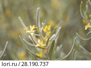 Neochamaelea pulverulenta background. Стоковое фото, фотограф Tamara Kulikova / Фотобанк Лори