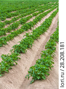 Potato field. Стоковое фото, фотограф Ольга Сейфутдинова / Фотобанк Лори
