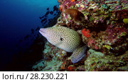 Honeycomb Moray on the coral reef. Стоковое видео, видеограф Некрасов Андрей / Фотобанк Лори