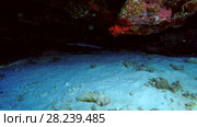 Young Whitetip reef shark swimming under coral cornices, Indian Ocean, Maldives. Стоковое видео, видеограф Некрасов Андрей / Фотобанк Лори