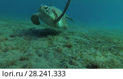 Young female Green Sea Turtle (Chelonia mydas) with Remora fish (Echeneis naucrates) swims over sandy bottom floats to surface of water, breathes and dives to the bottom, Red sea, Marsa Alam, Abu Dabab, Egypt. Стоковое видео, видеограф Некрасов Андрей / Фотобанк Лори