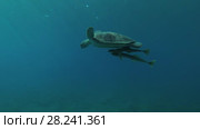 Green Sea Turtle (Chelonia mydas) with Remora fish (Echeneis naucrates) swims in the blue water in the rays of the sun, Red sea, Marsa Alam, Abu Dabab, Egypt. Стоковое видео, видеограф Некрасов Андрей / Фотобанк Лори