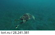 Young female Green Sea Turtle (Chelonia mydas) with Remora fish (Echeneis naucrates) swims in the blue water, Red sea, Marsa Alam, Abu Dabab, Egypt. Стоковое видео, видеограф Некрасов Андрей / Фотобанк Лори