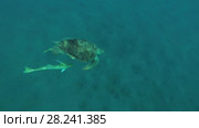 Young female Green Sea Turtle (Chelonia mydas) with Remora fish (Echeneis naucrates) swim to surface of water, breathes and dives to the bottom, Red sea, Marsa Alam, Abu Dabab, Egypt. Стоковое видео, видеограф Некрасов Андрей / Фотобанк Лори