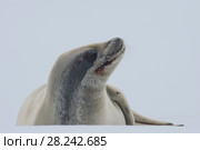Crabeater seal on ice flow, Antarctica. Стоковое фото, фотограф Vladimir / Фотобанк Лори