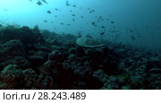 Sea turtle swim up over coral reef (Low-angle shot) Стоковое видео, видеограф Некрасов Андрей / Фотобанк Лори