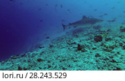 Tiger Shark - Galeocerdo cuvier swim over reef. Стоковое видео, видеограф Некрасов Андрей / Фотобанк Лори
