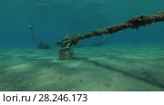Underwater life of the port, Red sea, Marsa Alam, Abu Dabab, Egypt. Стоковое видео, видеограф Некрасов Андрей / Фотобанк Лори