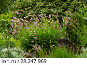Serpent grass, Polygonum bistorta, snake-root knotgrass, snakeroot, snakeweed at wild, горец змеиный. Стоковое фото, фотограф Короленко Елена / Фотобанк Лори