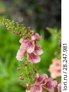 Verbascum rubiginosum , коровяк краснеющий, цветы. Стоковое фото, фотограф Короленко Елена / Фотобанк Лори