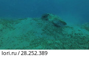 Big Green Sea Turtle (Chelonia mydas) with Remora fish (Echeneis naucrates) eats the sea grass on a sundy bottom, Red sea, Marsa Alam, Abu Dabab, Egypt. Стоковое видео, видеограф Некрасов Андрей / Фотобанк Лори