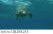 Big male Green Sea Turtle (Chelonia mydas) with Remora fish (Echeneis naucrates) breathes under the surface of water, Red sea, Marsa Alam, Abu Dabab, Egypt. Стоковое видео, видеограф Некрасов Андрей / Фотобанк Лори