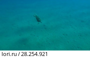 Young male Green Sea Turtle (Chelonia mydas) with Remora fish (Echeneis naucrates) floats to surface of water, breathes and dives to the bottom, Red sea, Marsa Alam, Abu Dabab, Egypt. Стоковое видео, видеограф Некрасов Андрей / Фотобанк Лори
