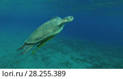 Leucism - Big male Green Sea Turtle (Chelonia mydas) with Remora fish (Echeneis naucrates) and Golden Trevally (Gnathanodon speciosus) slowly emerges to surface of water to breathe, Red sea, Marsa Alam, Abu Dabab, Egypt. Стоковое видео, видеограф Некрасов Андрей / Фотобанк Лори